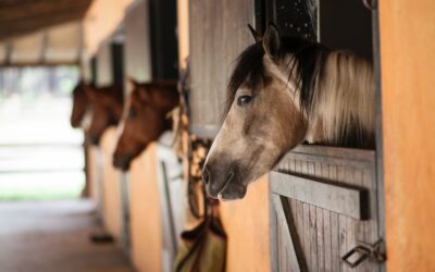 How to Choose the Right Livestock Trailer