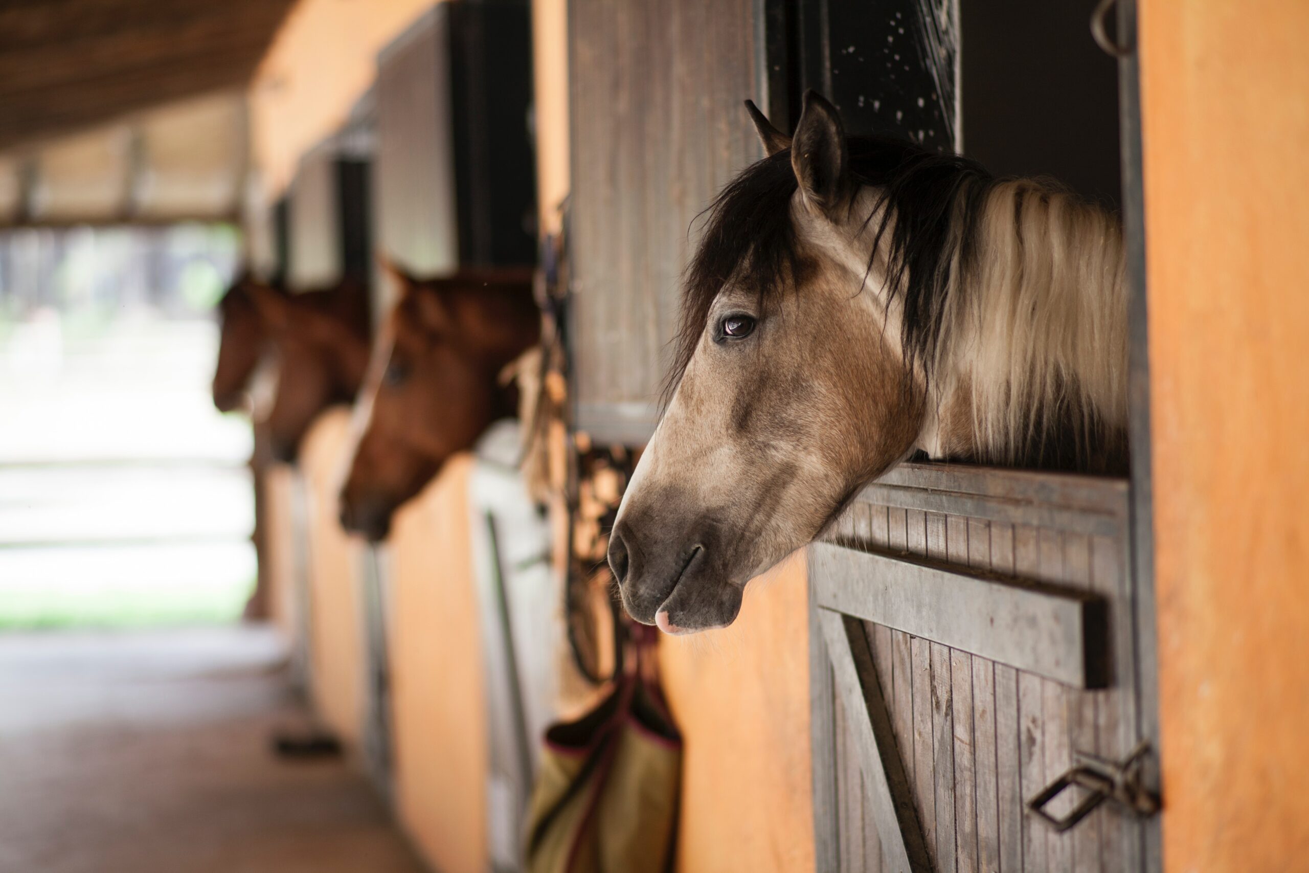 How to Choose the Right Livestock Trailer